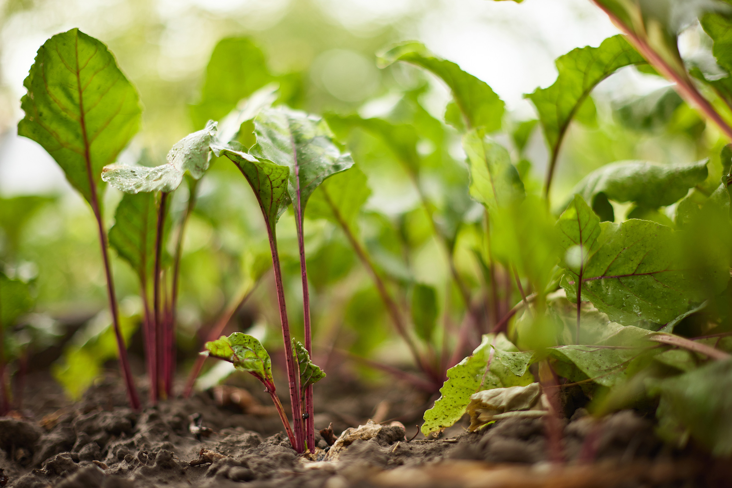 Beets