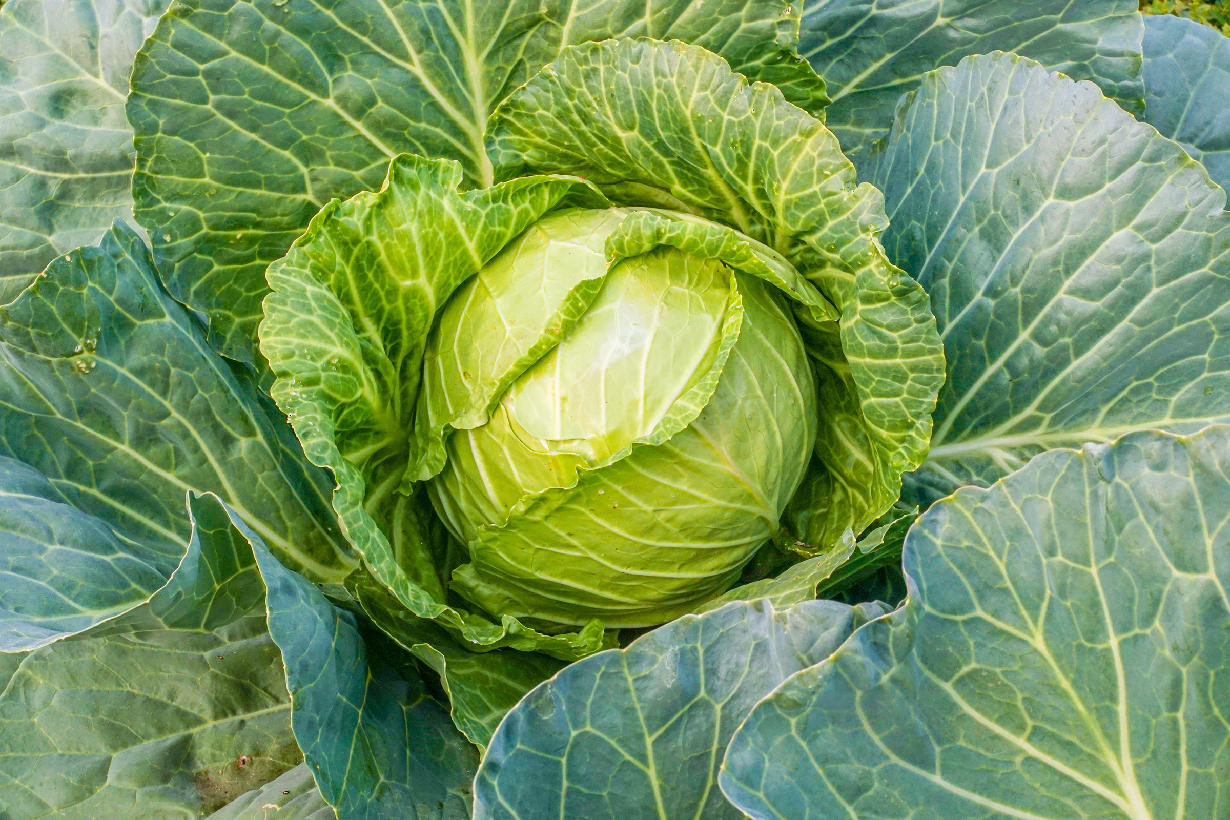 Cabbage