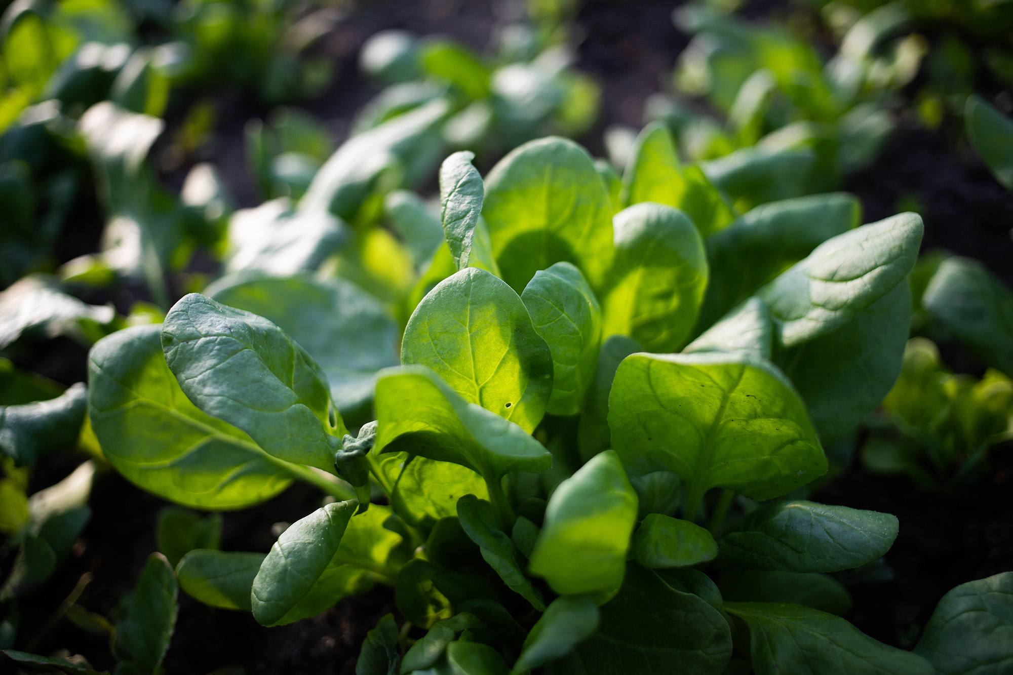Spinach